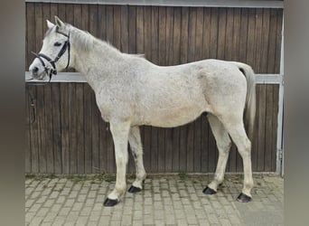 Arabisch Partbred Mix, Ruin, 13 Jaar, 152 cm, Schimmel