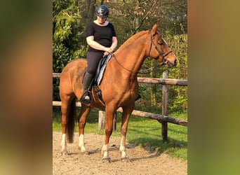 Arabisch Partbred, Ruin, 13 Jaar, 157 cm, Vos