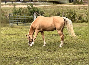 Arabisch Partbred Mix, Ruin, 14 Jaar, 152 cm, Champagne