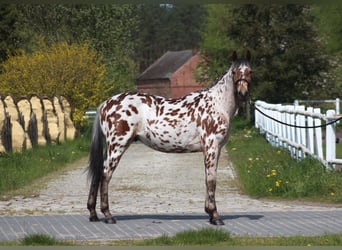 Arabisch Partbred Mix, Ruin, 2 Jaar, 164 cm, Appaloosa