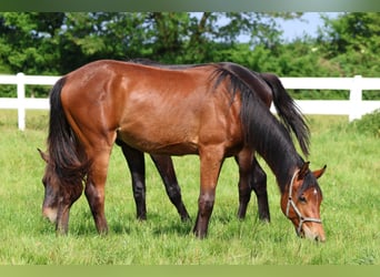 Arabisch Partbred, Ruin, 2 Jaar, 165 cm, Bruin