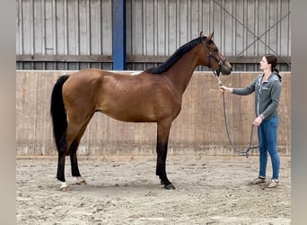 Arabisch Partbred, Ruin, 2 Jaar, 165 cm, Bruin