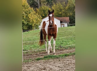 Arabisches Partbred, Wallach, 3 Jahre, 154 cm, Schecke