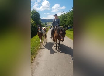 Arabisch Partbred, Ruin, 3 Jaar, 154 cm, Gevlekt-paard