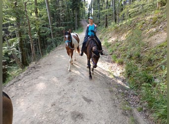 Arabisch Partbred, Ruin, 3 Jaar, 154 cm, Gevlekt-paard