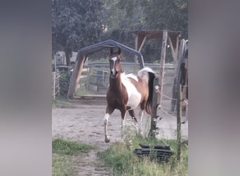 Arabisch Partbred, Ruin, 3 Jaar, 154 cm, Gevlekt-paard