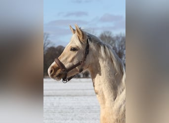 Arabisch Partbred, Ruin, 3 Jaar, 154 cm, Palomino