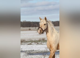 Arabisch Partbred, Ruin, 3 Jaar, 154 cm, Palomino