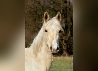 Arabisch Partbred, Ruin, 3 Jaar, 154 cm, Palomino