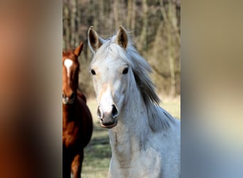 Arabisch Partbred, Ruin, 3 Jaar, 154 cm, Palomino