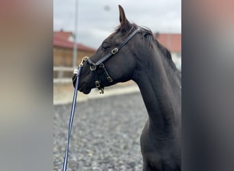 Arabisch Partbred, Ruin, 3 Jaar, 155 cm, Gevlekt-paard