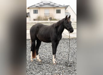 Arabisch Partbred, Ruin, 3 Jaar, 155 cm, Gevlekt-paard