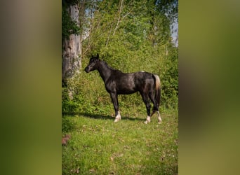 Arabisch Partbred, Ruin, 3 Jaar, 155 cm, Gevlekt-paard