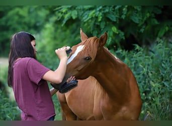 Arabisch Partbred, Ruin, 3 Jaar, Vos