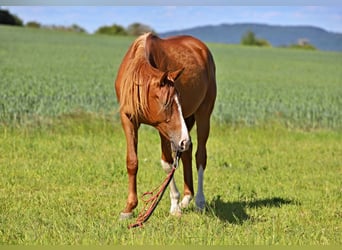 Arabisch Partbred, Ruin, 3 Jaar, Vos