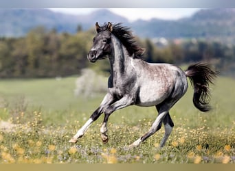 Arabisch Partbred, Ruin, 4 Jaar, 140 cm, Roan-Blue