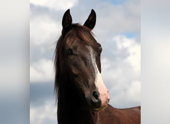 Arabisch Partbred, Ruin, 4 Jaar, 146 cm, Zwart