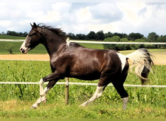 Arabisch Partbred, Ruin, 4 Jaar, 146 cm, Zwart