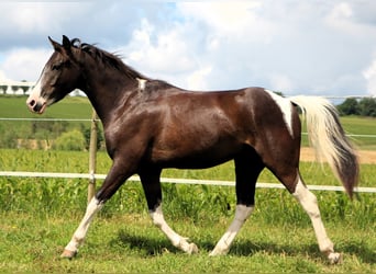 Arabisch Partbred, Ruin, 4 Jaar, 146 cm, Zwart