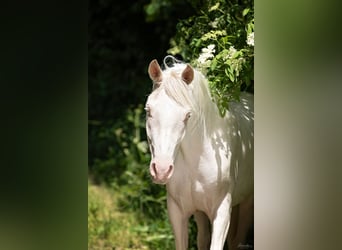 Arabisch Partbred, Ruin, 4 Jaar, 150 cm, Cremello