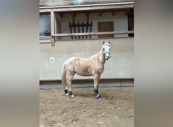 Arabisch Partbred, Ruin, 4 Jaar, 152 cm