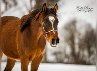 Arabisch Partbred, Ruin, 4 Jaar, 159 cm, Donkerbruin