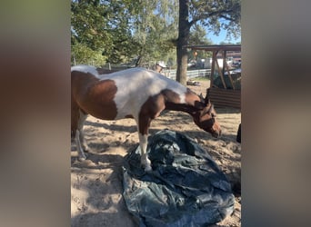 Arabisch Partbred, Ruin, 5 Jaar, 150 cm, Gevlekt-paard