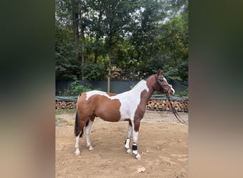 Arabisch Partbred, Ruin, 5 Jaar, 150 cm, Gevlekt-paard
