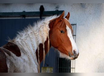 Arabisch Partbred, Ruin, 5 Jaar, 153 cm, Gevlekt-paard