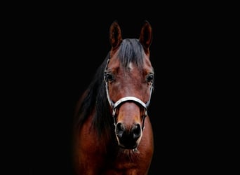 Arabisch Partbred Mix, Ruin, 6 Jaar, 153 cm, Bruin