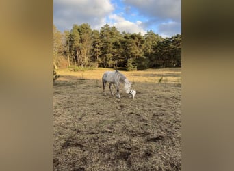 Arabisch Partbred Mix, Ruin, 6 Jaar, 155 cm, Schimmel