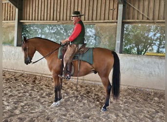 Arabisch Partbred, Ruin, 6 Jaar, 161 cm, Bruin