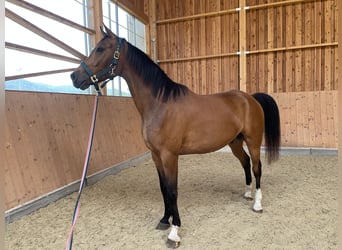 Arabisch Partbred, Ruin, 6 Jaar, 165 cm