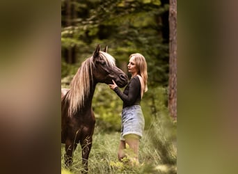 Arabisch Partbred, Ruin, 9 Jaar, 145 cm, Zwart