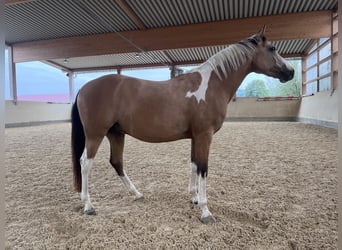 Arabisch Partbred, Ruin, 9 Jaar, 153 cm, Gevlekt-paard