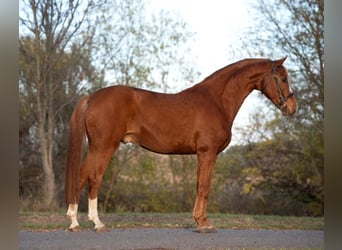 Arabisch Partbred, Ruin, 9 Jaar, 165 cm, Vos