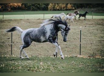 Arabisches Partbred, Hengst, 10 Jahre, 155 cm, Schimmel