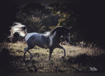 Arabisches Partbred, Hengst, 10 Jahre, 155 cm, Schimmel