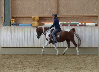Arabisches Partbred, Hengst, 12 Jahre, 154 cm, Schecke