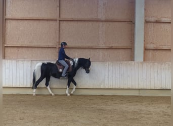 Arabisches Partbred, Hengst, 12 Jahre, 157 cm, Schecke