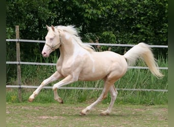 Arabisches Partbred, Hengst, 13 Jahre, 158 cm, Tobiano-alle-Farben