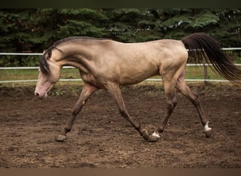 Arabisches Partbred, Hengst, 16 Jahre, 148 cm, Champagne