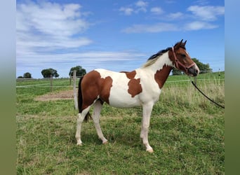 Arabisches Partbred, Hengst, 1 Jahr, 140 cm, Tobiano-alle-Farben