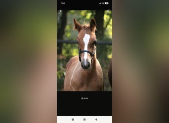 Arabisches Partbred, Hengst, 1 Jahr, 148 cm, Fuchs