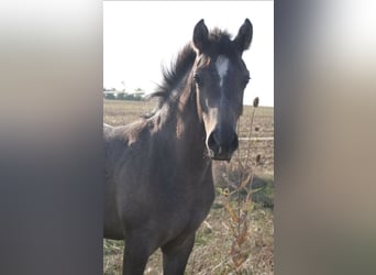 Arabisches Partbred, Hengst, 1 Jahr, 150 cm, Schimmel