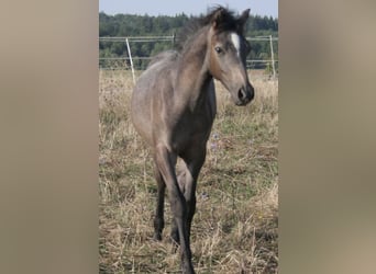 Arabisches Partbred, Hengst, 1 Jahr, 150 cm, Schimmel