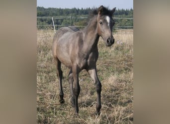 Arabisches Partbred, Hengst, 1 Jahr, 150 cm, Schimmel