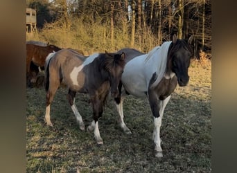 Arabisches Partbred, Hengst, 1 Jahr, 151 cm, Grullo