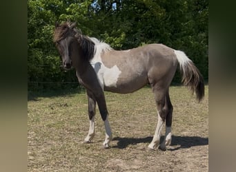 Arabisches Partbred, Hengst, 1 Jahr, 151 cm, Grullo