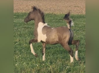 Arabisches Partbred, Hengst, 1 Jahr, 151 cm, Grullo